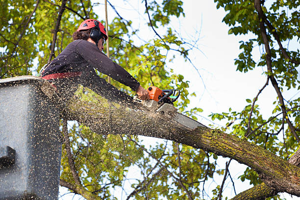 Best Tree Pruning Services  in Alton, TX